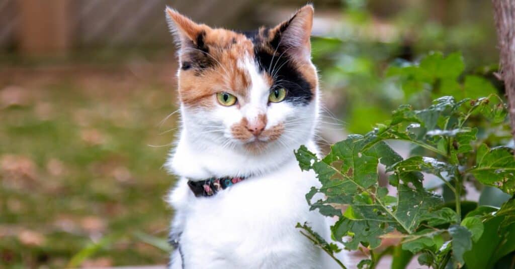 Hérault : 1250 euros d’amende car son chat faisait ses besoins dans le jardin du voisin