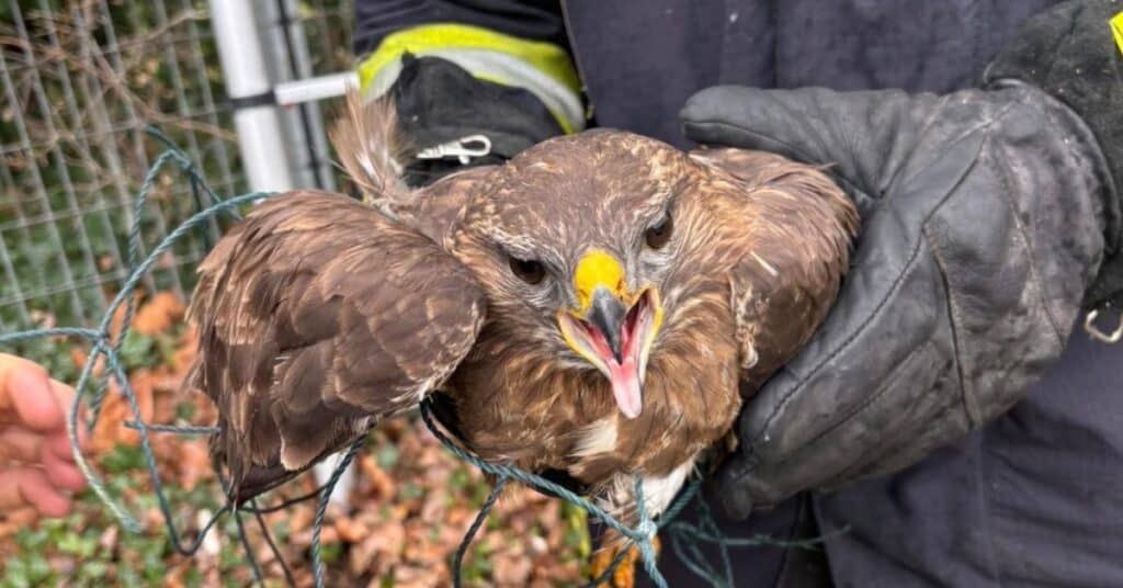 Montpellier : les sapeurs-pompiers secourent un rapace pris au piège dans un filet