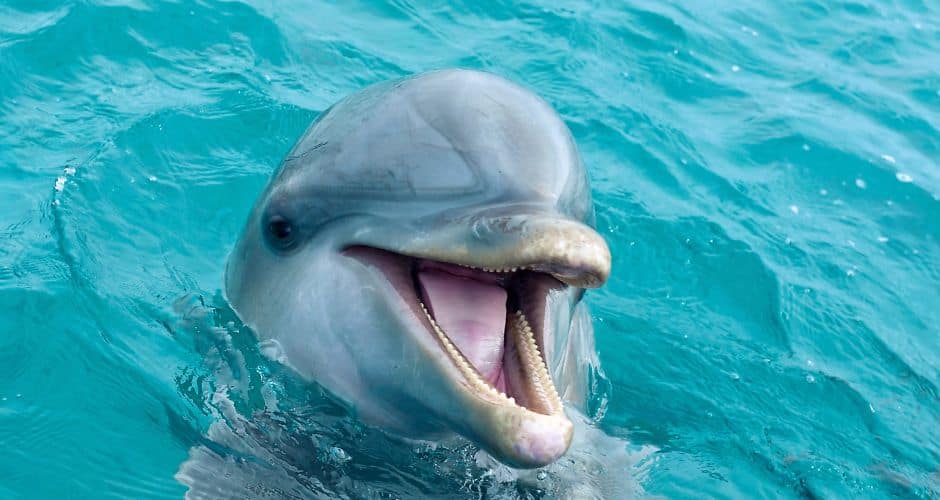 Animaux : après la fermeture de Marineland, un autre parc animalier dans le viseur de One Voice