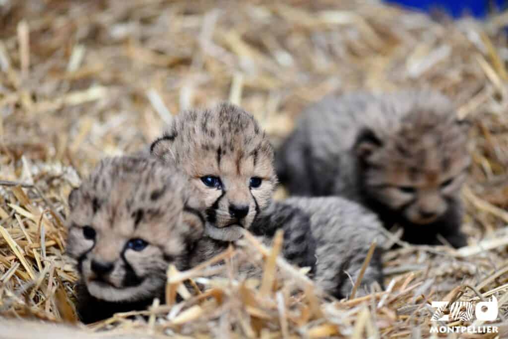 Hérault : trois bébés guépards sont nés au zoo de Montpellier