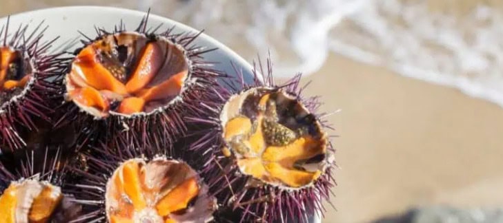 Hérault : les Oursinades de la Grande Motte sont ce week-end