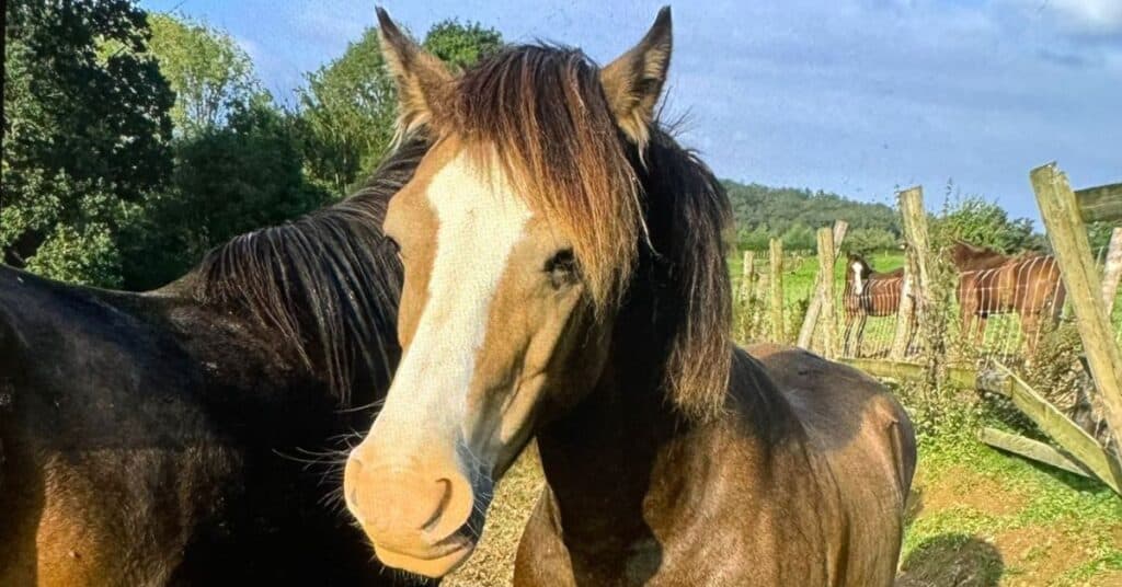 Hérault : animaux empoisonnés près du bassin de Thau, un collectif alerte