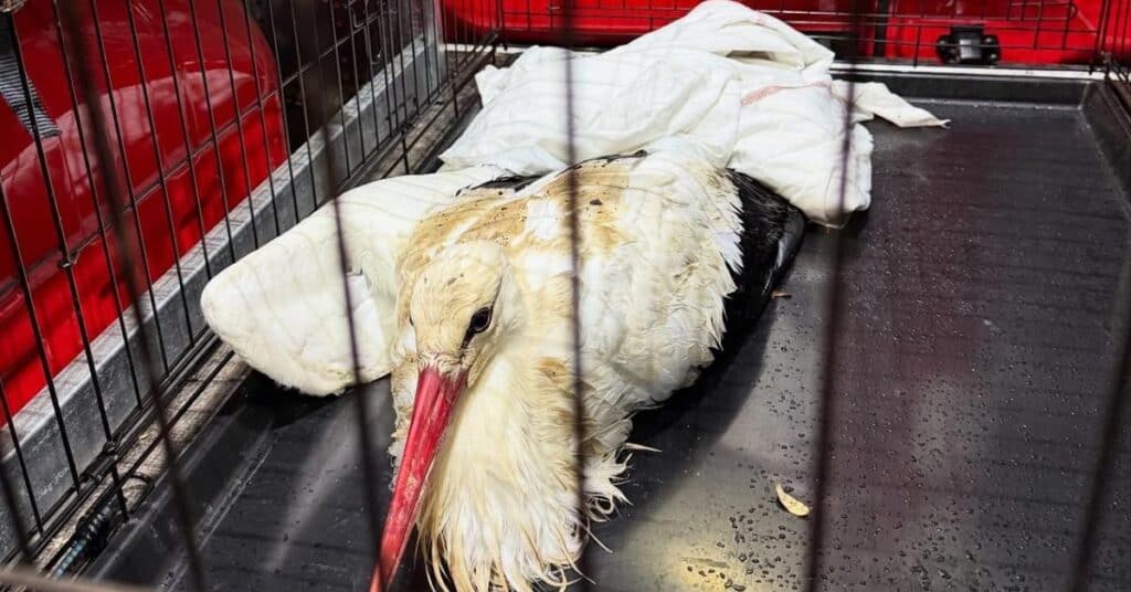 Hérault : une cigogne blessée secourue par les sapeurs-pompiers