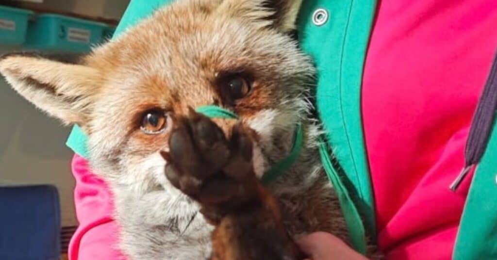 Hérault : Goupil, une association au chevet de la faune sauvage et d’une biodiversité en péril