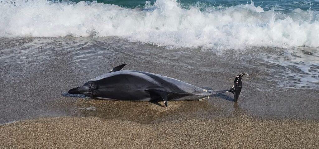 Pyrénées-Orientales : un dauphin retrouvé échoué sur la plage d’Argelès-sur-Mer