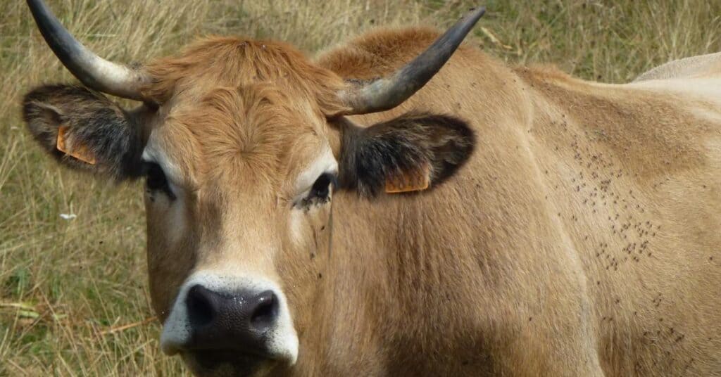 Aveyron : le département représenté au Salon de l’Agriculture