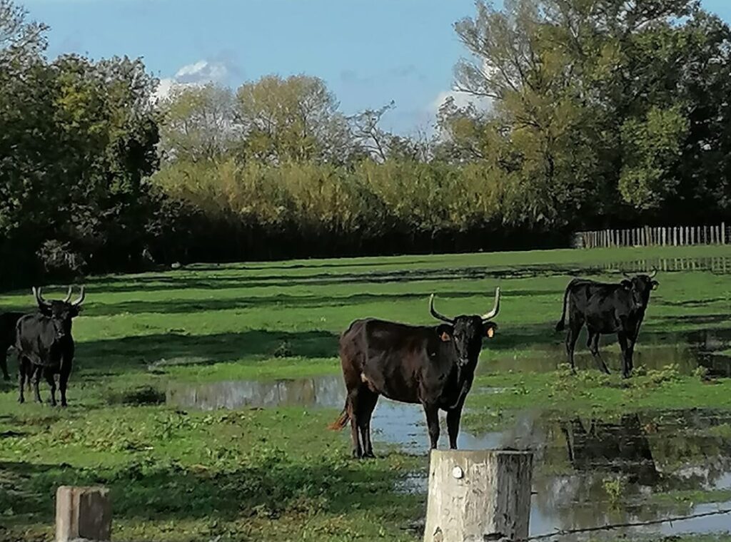 Salon de l’agriculture : nouveau, l’AOP Taureau de Camargue au concours général agricole