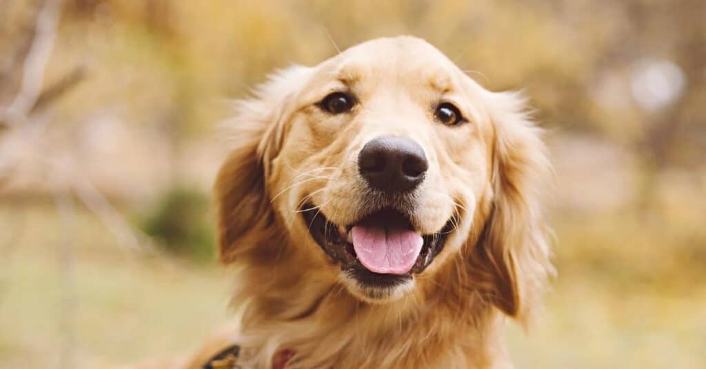 Nîmes : une pétition pour laisser les chiens sans laisse au bois des Espeisses