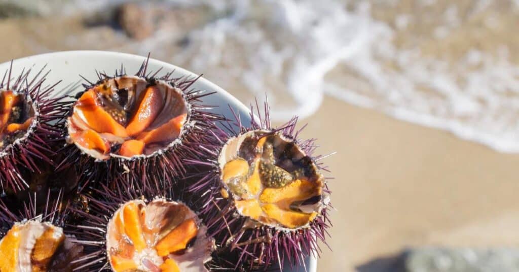 Hérault : l’Oursinade du Cap d’Agde de retour ce week-end
