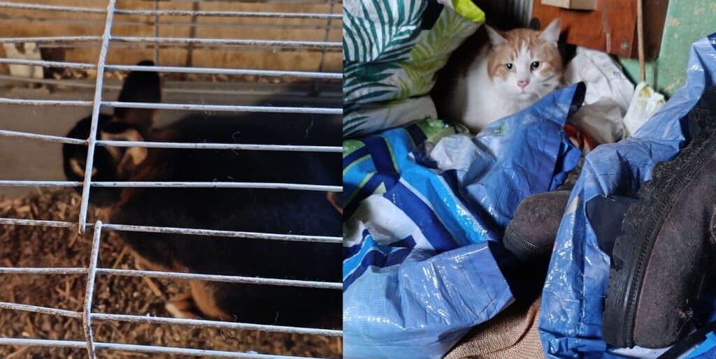 Animaux : l’horreur découverte au domicile d’une éleveuse