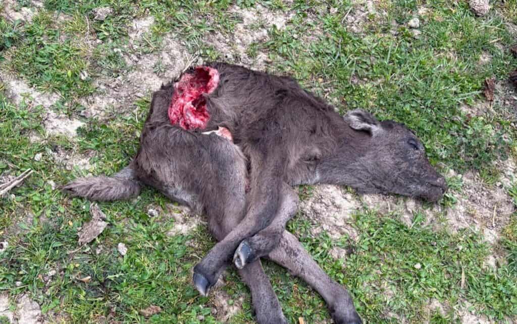 Gard : un veau attaqué à Saint-Dionisy