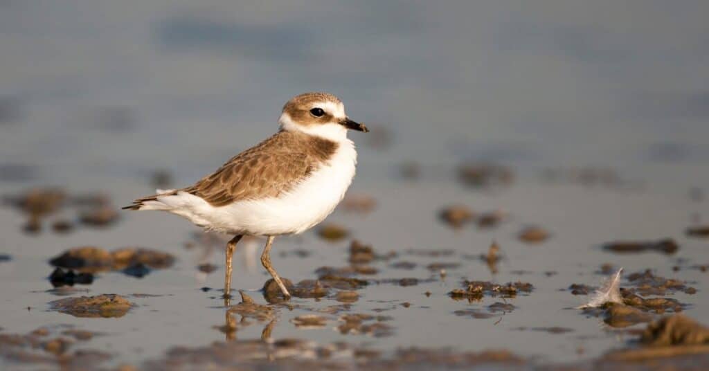 Hérault : présence d’oiseaux Gravelots à collier interrompu sur le littoral, des mesures à suivre