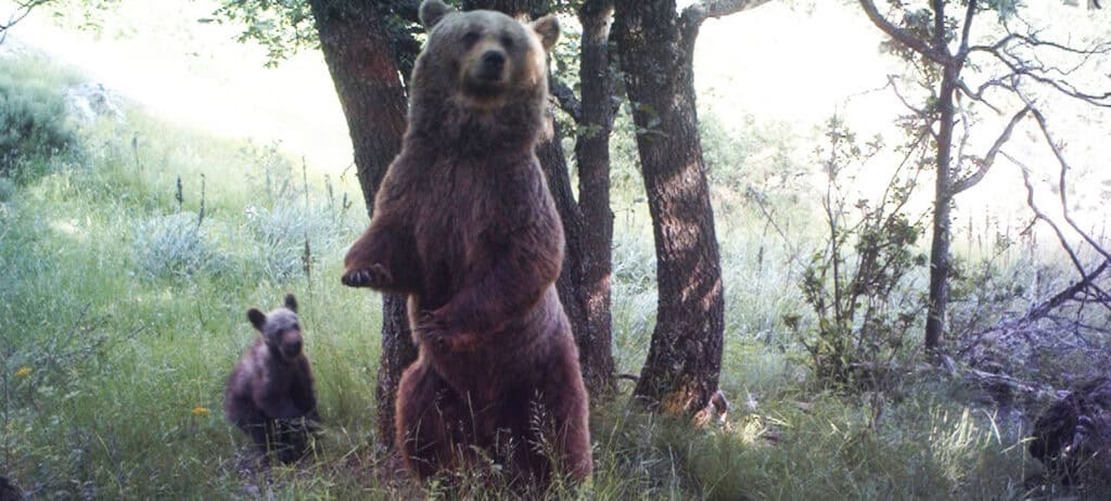Ariège : ourse tuée lors d’une battue illégale, 16 chasseurs jugés