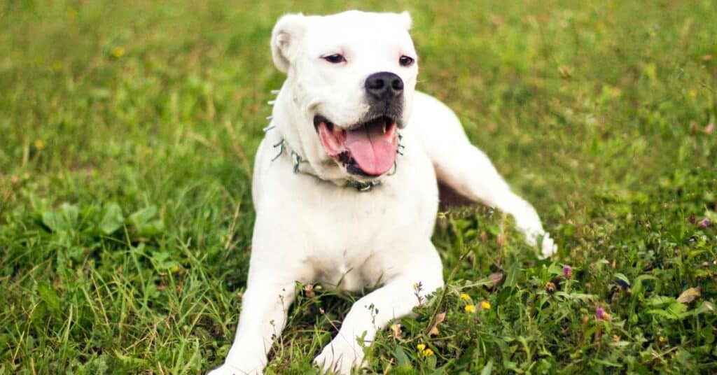 France : un couple condamné pour avoir décapité son chien à la tronçonneuse