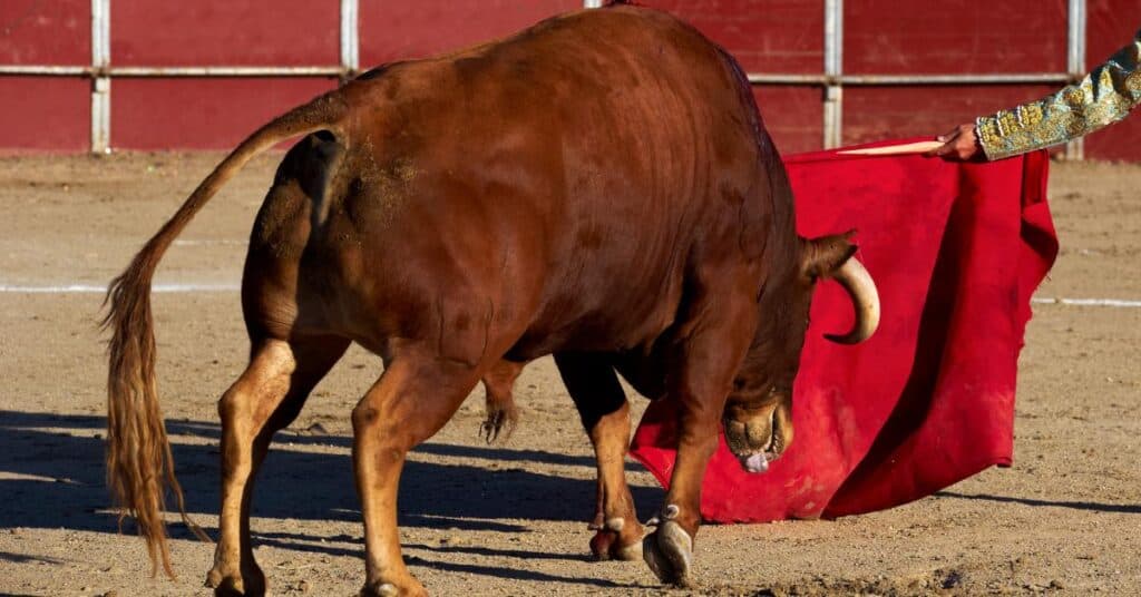 Occitanie : les corridas sont-elles vouées à disparaître ?