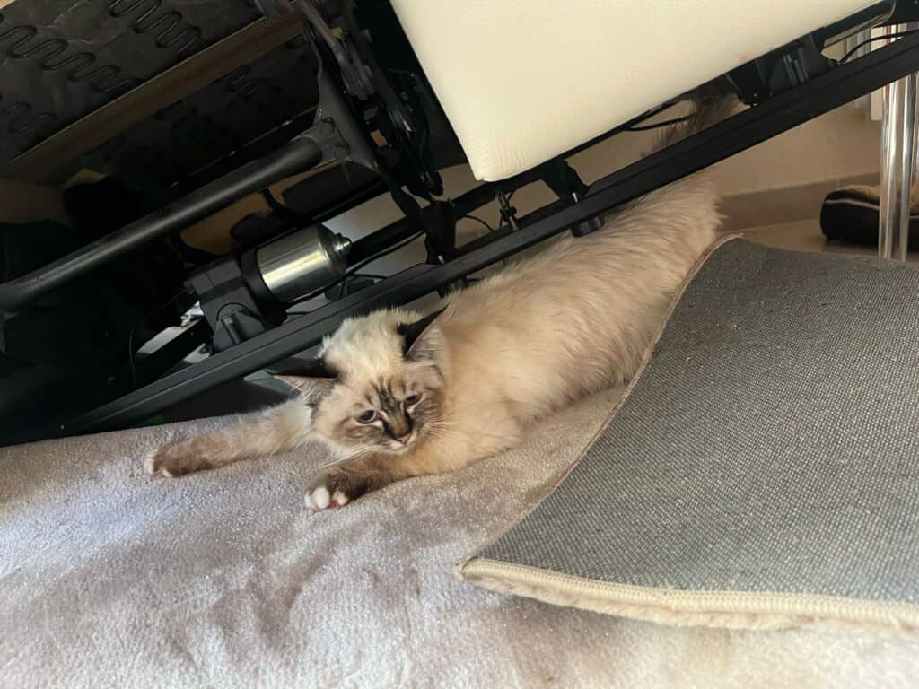 Gard : un chat coincé dans un canapé électrique secouru par les sapeurs-pompiers, au Grau-du-Roi