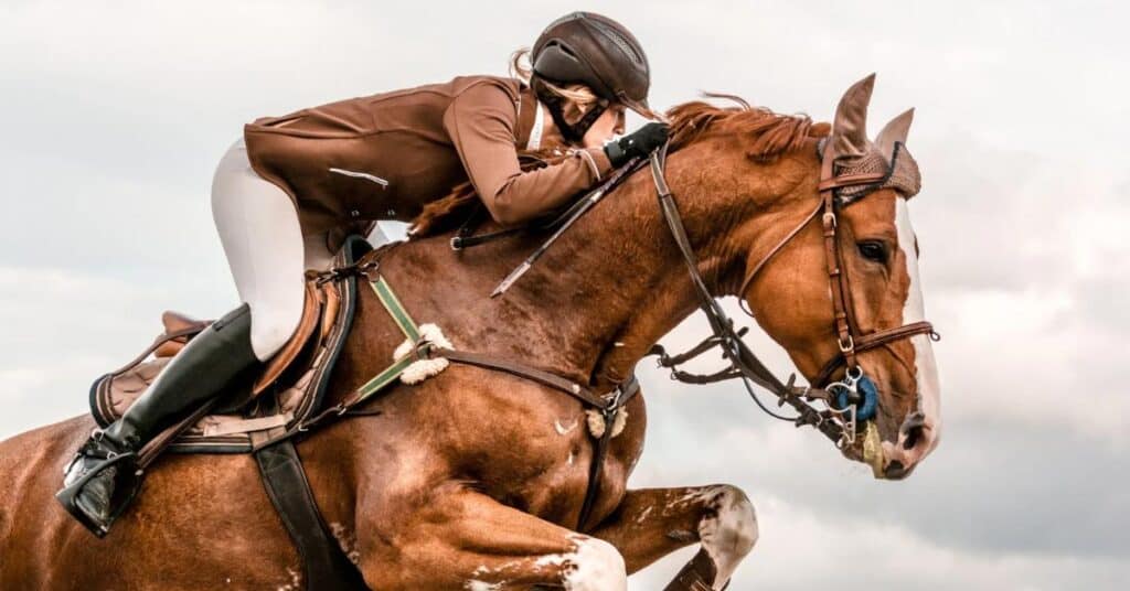 Hérault : Jumping national de Montpellier, entre compétitions en engagement écologique