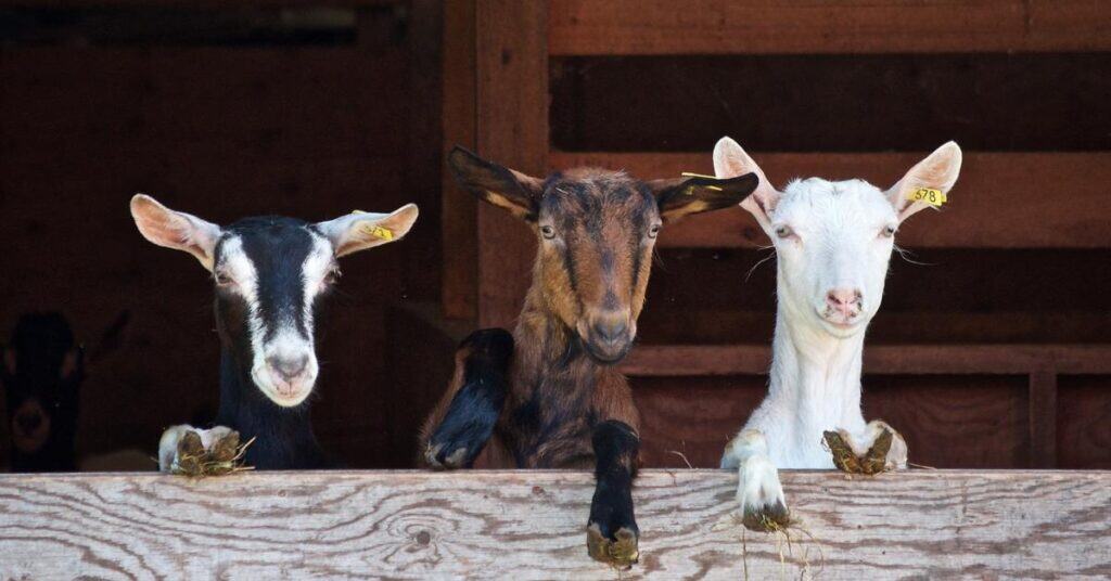 Occitanie : « le Gard de ferme en ferme », les exploitations vous accueillent