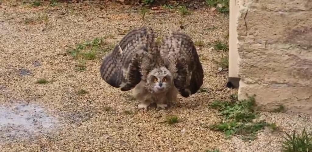 Montpellier : deux bébés hiboux grands-ducs aperçus au lycée Joffre