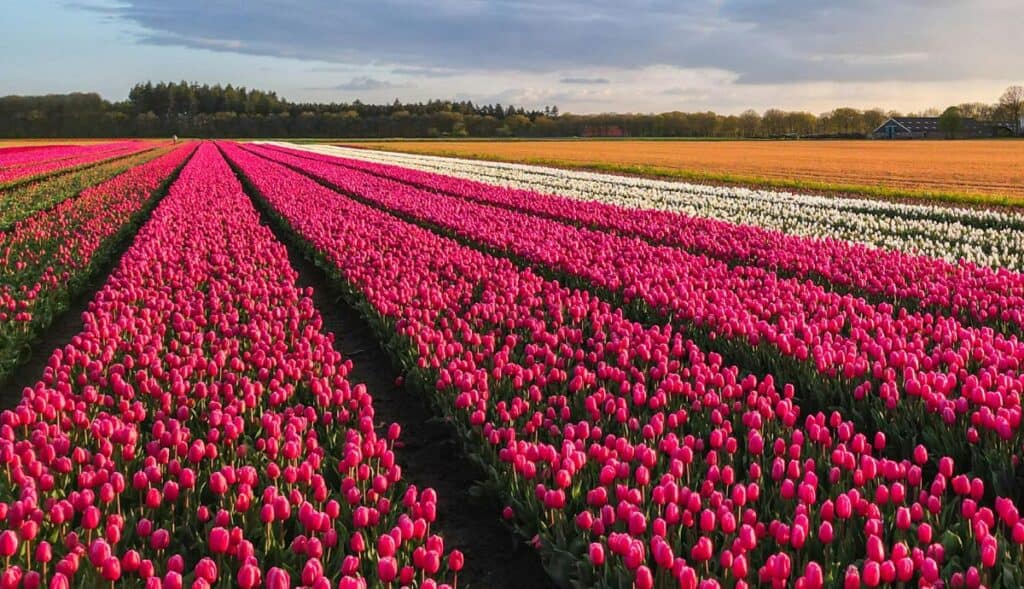 À 45 minutes de Nîmes, les champs de tulipes qui enflamment Instagram