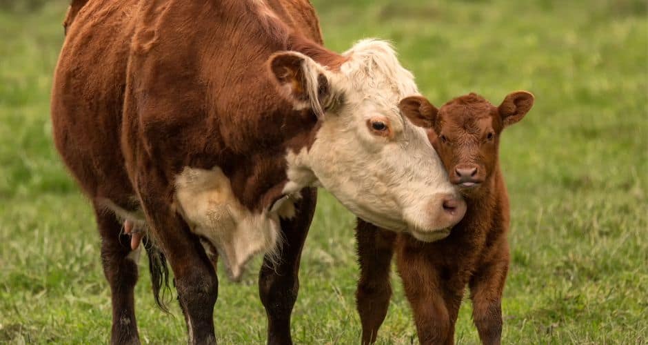 Tarn : un 1er cas de fièvre catarrhale ovine à sérotype 3 (FCO3)