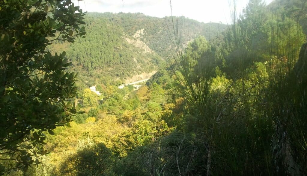 Cévennes : la forêt de Rocanti se diversifie pour préserver sa biodiversité