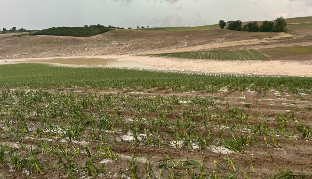 Orages de grêle dans le Tarn :  menace sur la récolte de l’ail rose de Lautrec