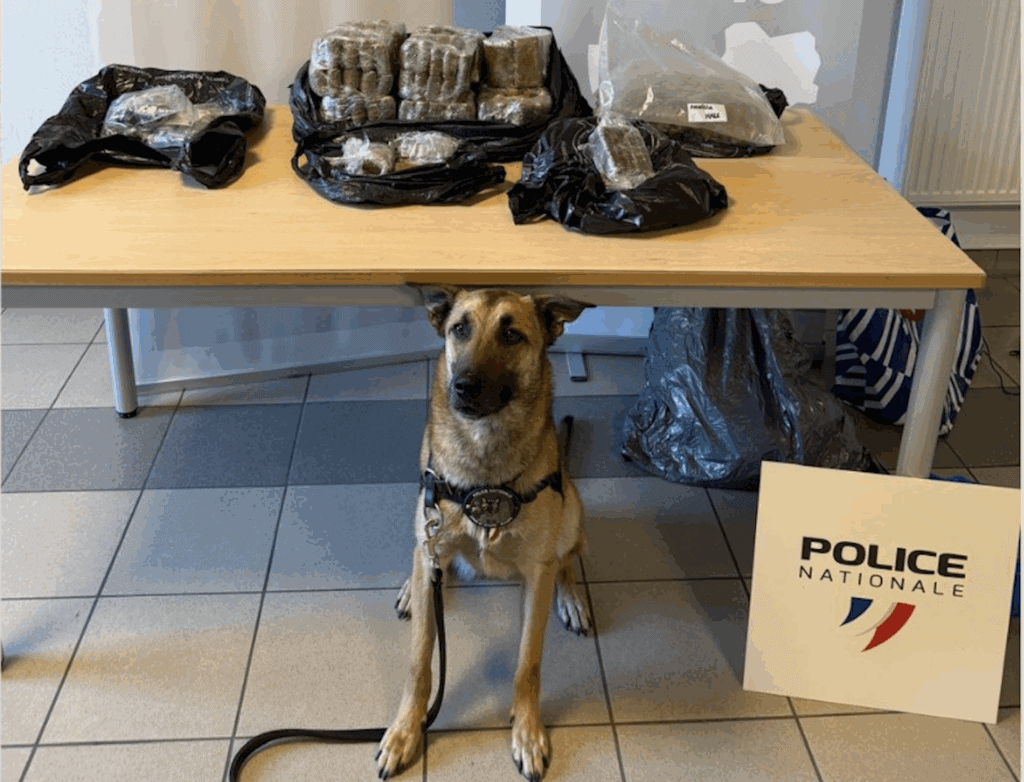 Lot : le flair d’un chien policier permet la découverte de 12kg de cannabis