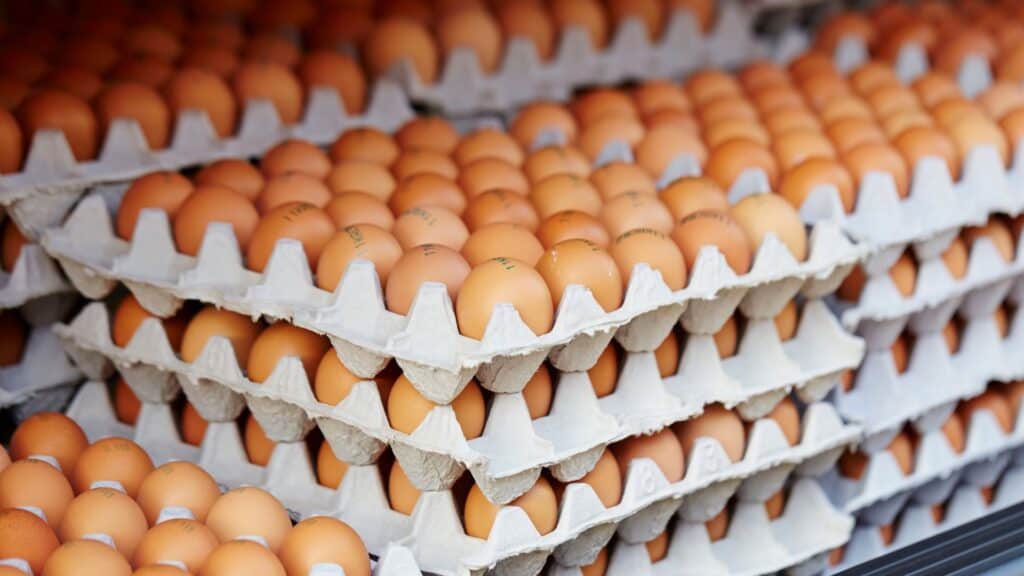Toulouse : des œufs de poules contaminés, que disent les spécialistes ?