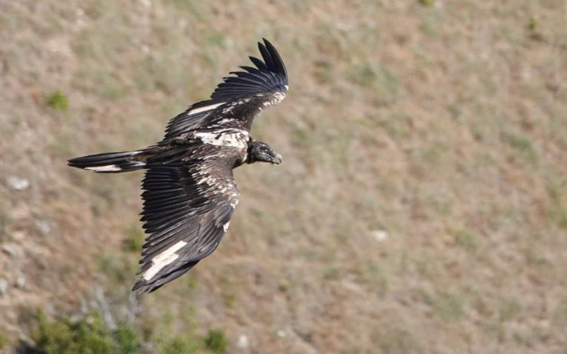 Lozère : de quoi est mort le vautour Rei del Causse ?