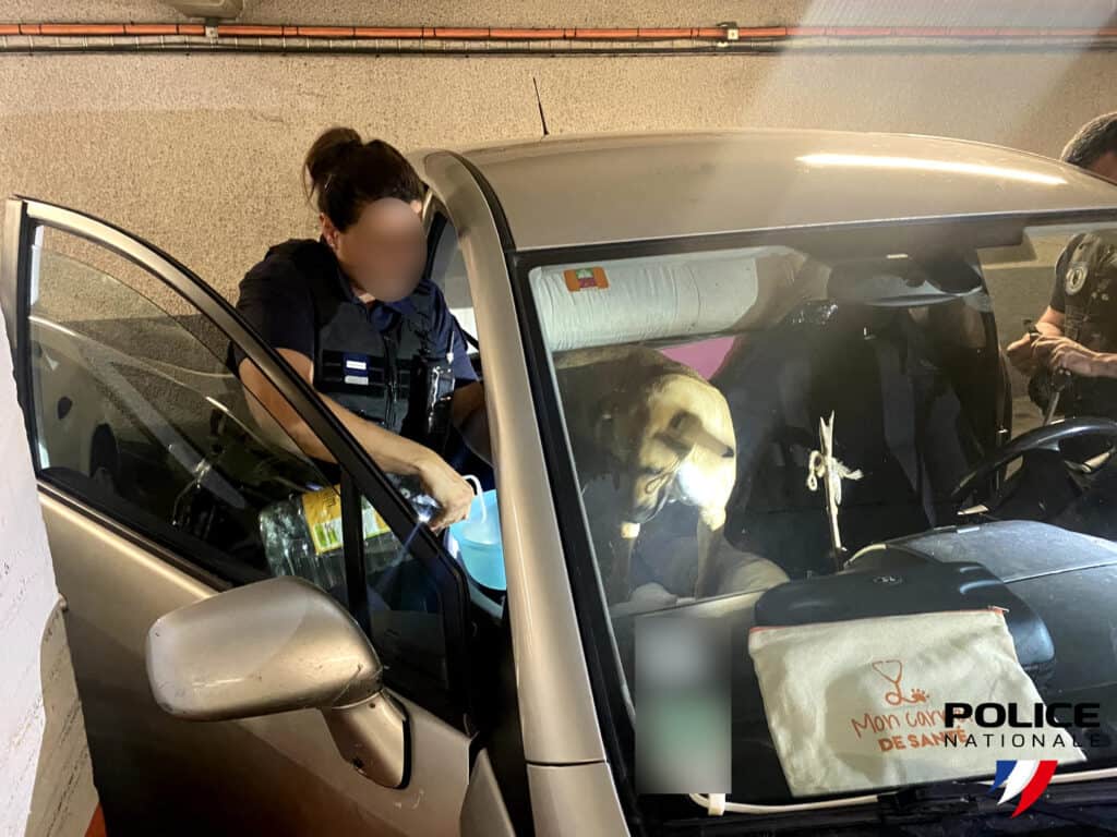 Perpignan : 7 chiots et leur mère sauvés par les policiers