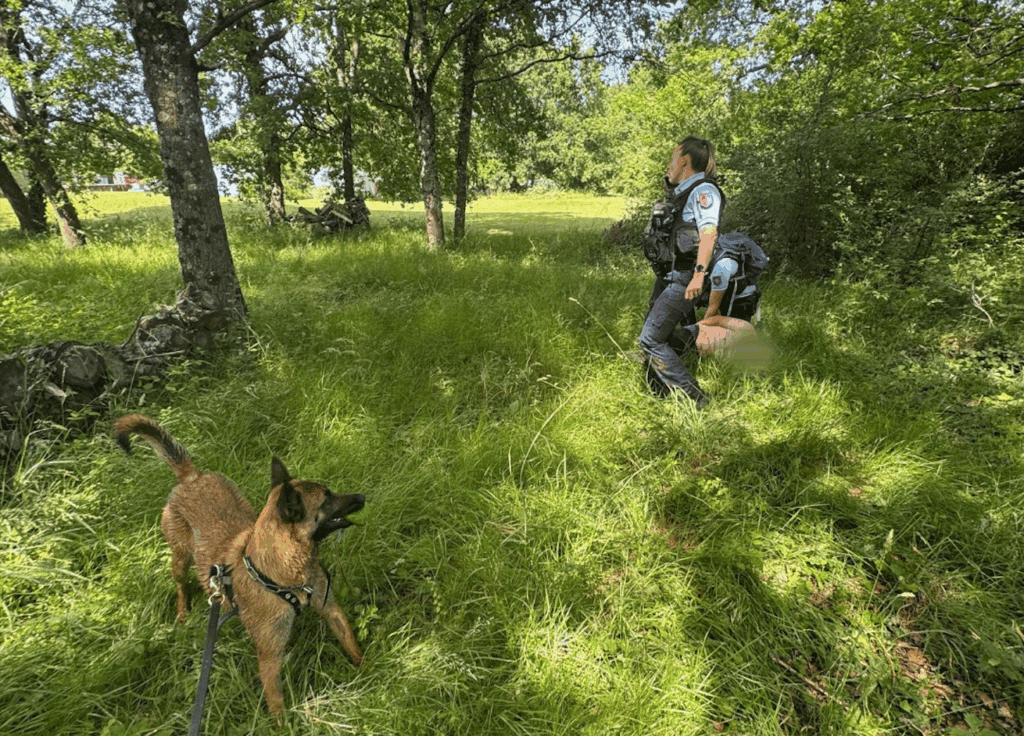 Tarn-et-Garonne : Tina, chienne de la gendarmerie,  met fin à la cavale d’un homme en fuite