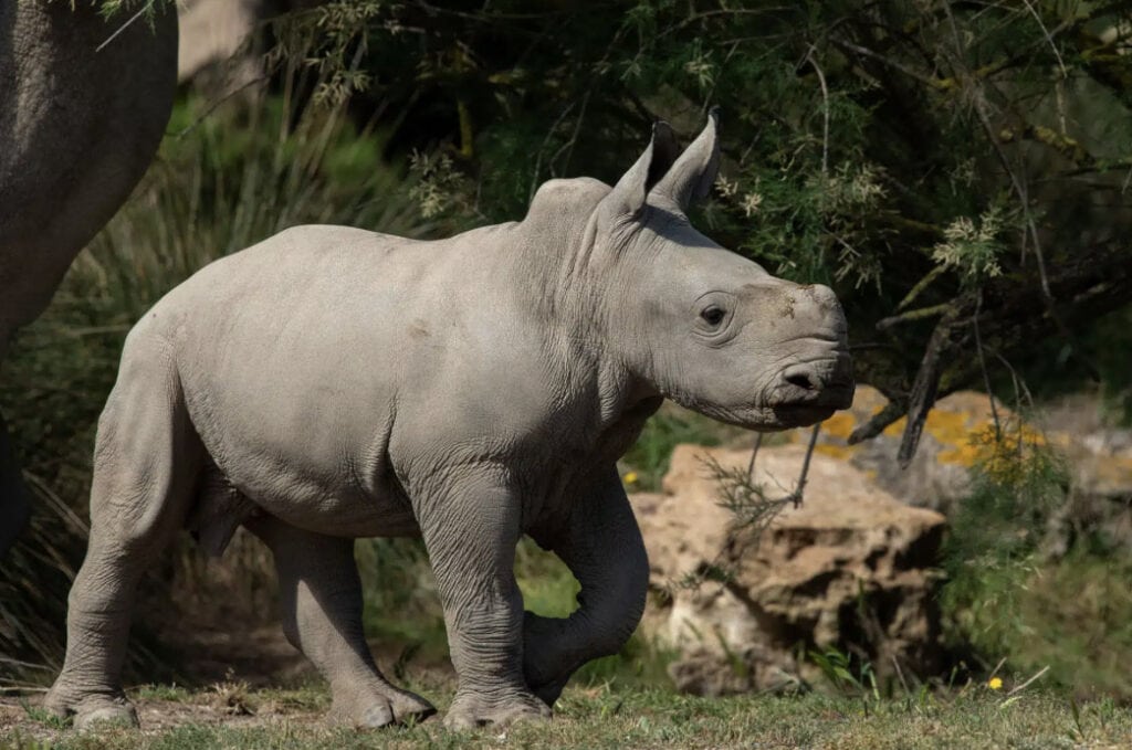 Occitanie : naissance d’un bébé rhinocéros à la réserve africaine de Sigean