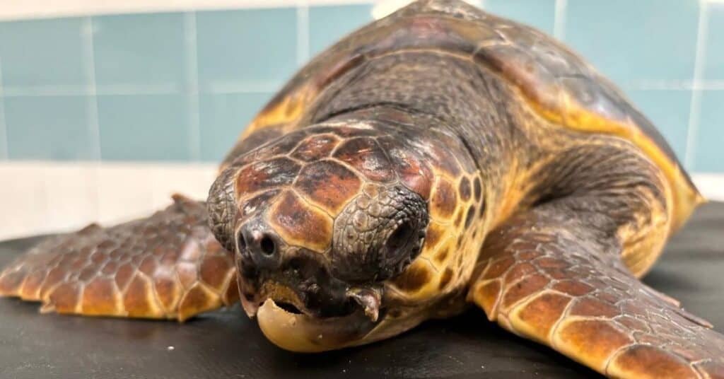 Hérault : une tortue caouanne relâchée au large du port de La Grande-Motte