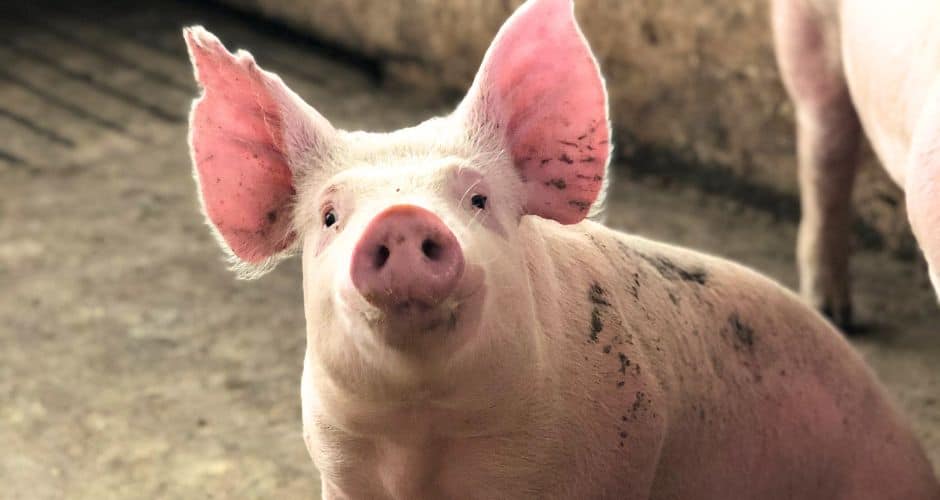 Aveyron : « stop au tiercé de cochons ! », appelle One Voice