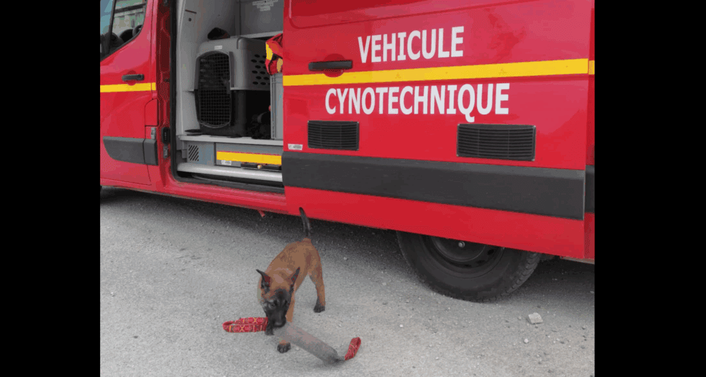 Gard : un nouveau héros à quatre pattes rejoint les sapeurs-pompiers