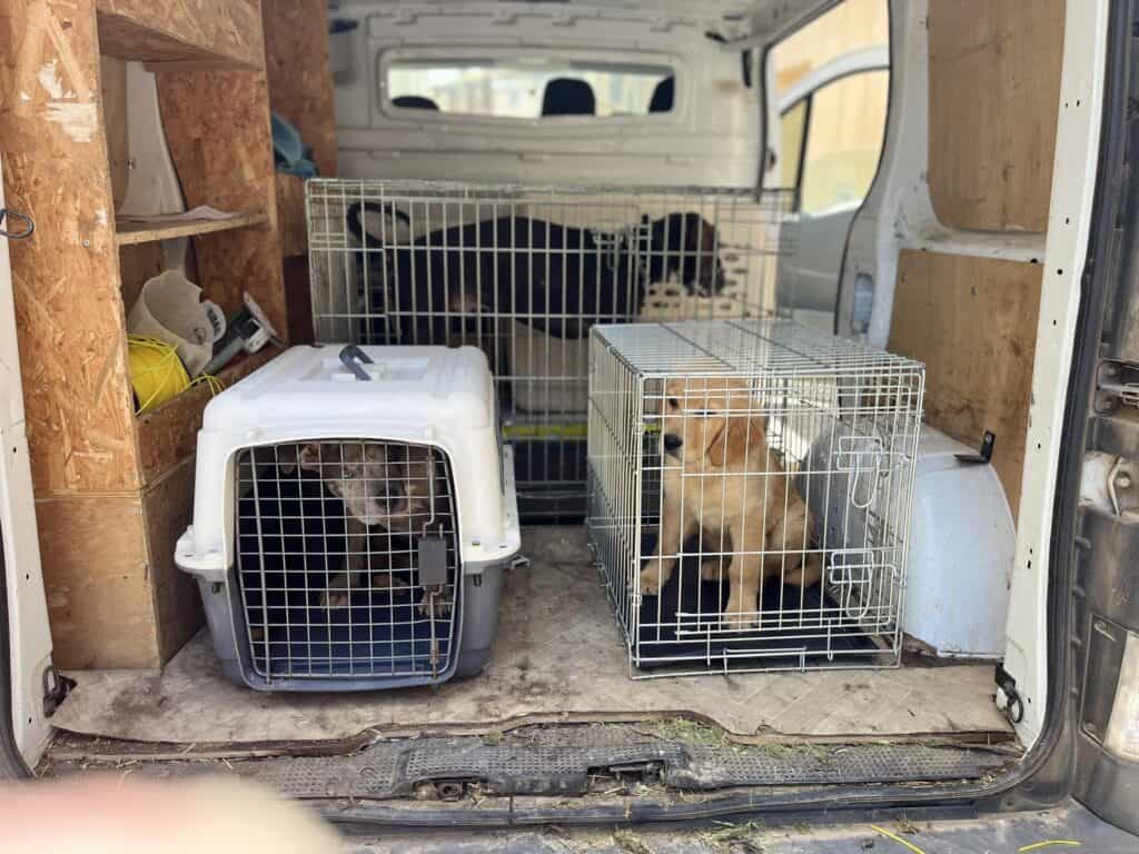 Pyrénées-Orientales : 13 chiens et 5 chats sauvés de conditions insalubres