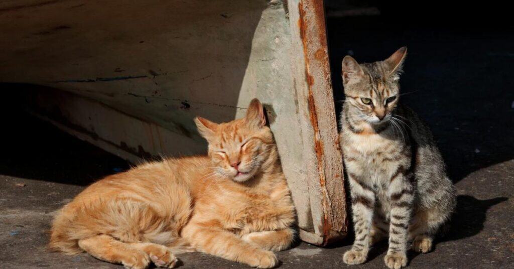 Hérault : la Ville de Sète s’engage contre la prolifération des chats errants