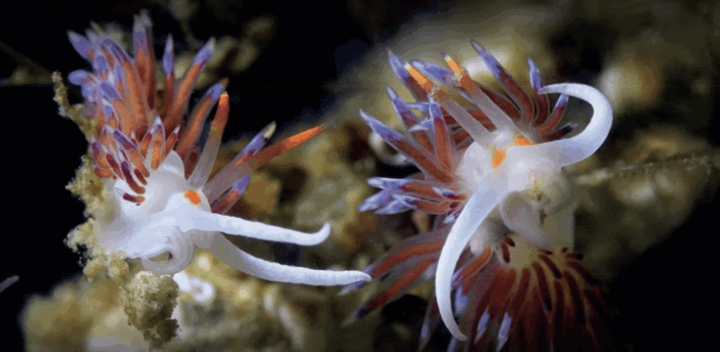 Le Grau-du-Roi : une exposition inédite sur les limaces de mer s’invite au Seaquarium