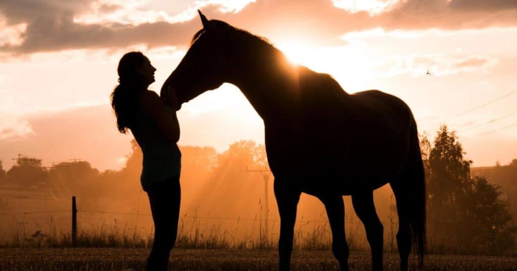 Gard : un spectacle équestre qui met en lumière l’art du cheval en Camargue
