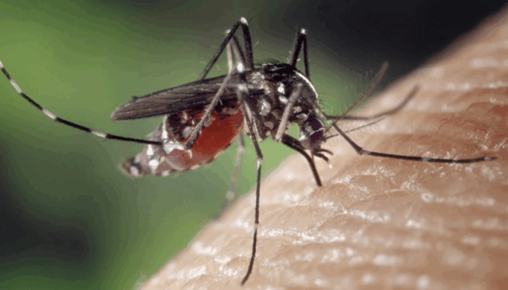 Occitanie : 70 cas de chikungunya autochtones depuis le 1er mai, l’ARS poursuit sa lutte