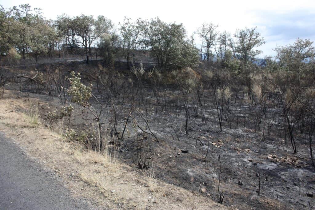 Pyrénées-Orientales : 2 hectares incendiés à Brouilla, un homme condamné