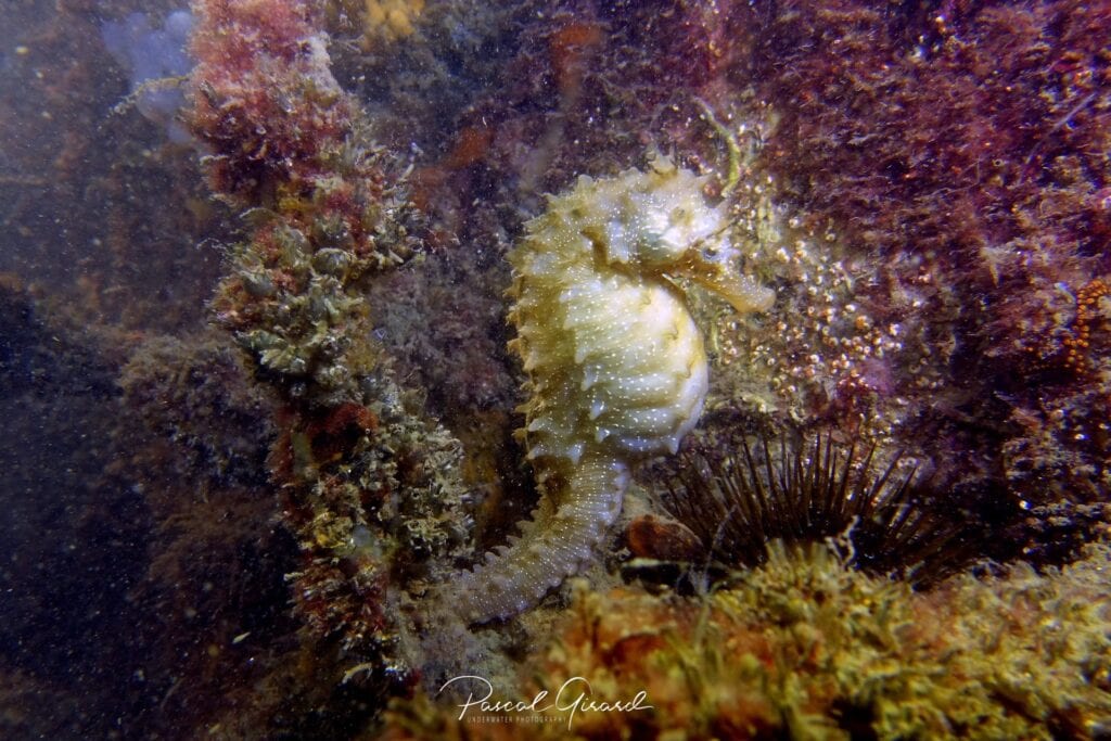 Hérault : des hippocampes observés dans le port de Frontignan
