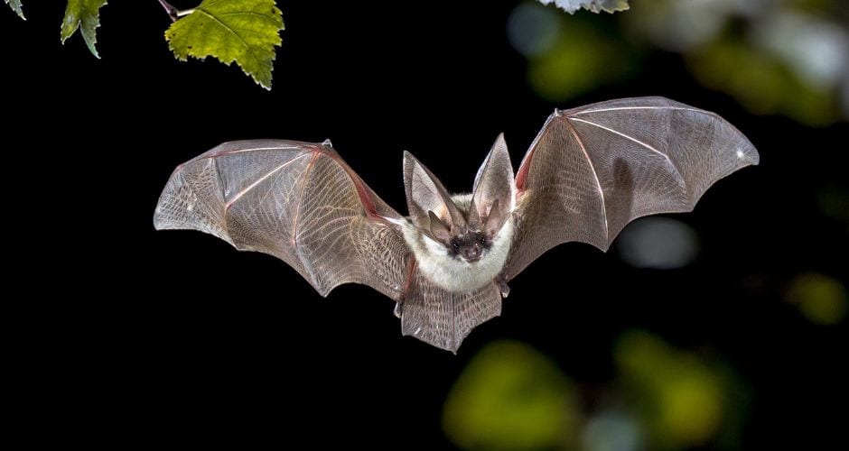Montpellier : « J’ai la gerbe ! », 200 chauves-souris euthanasiées