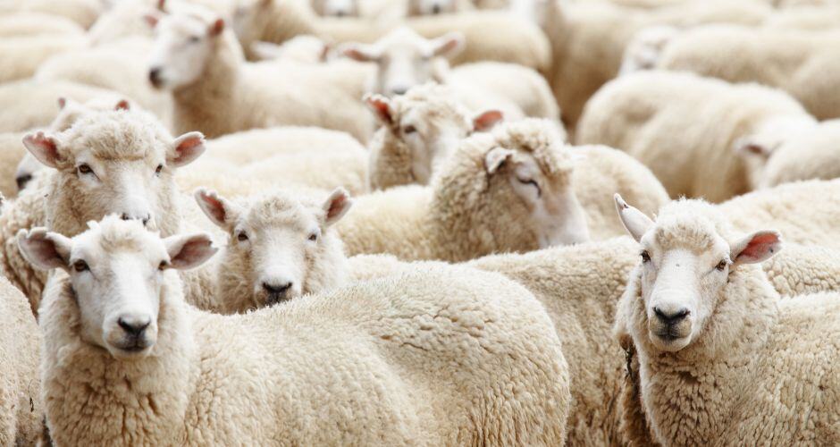 Grau-du-Roi : la transhumance est de retour ce week-end avec 300 brebis