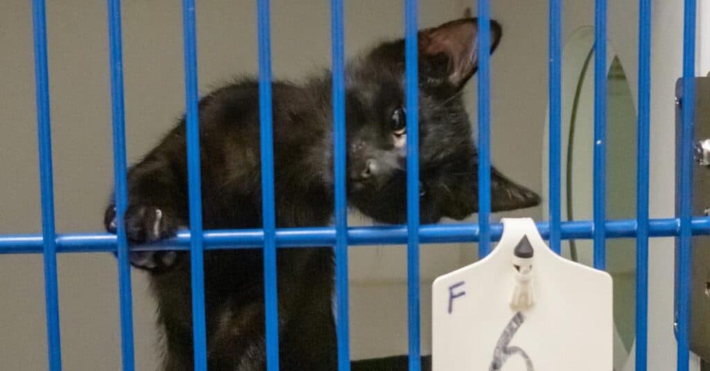 Nîmes : chats abandonnés devant la SPA, le refuge s’indigne
