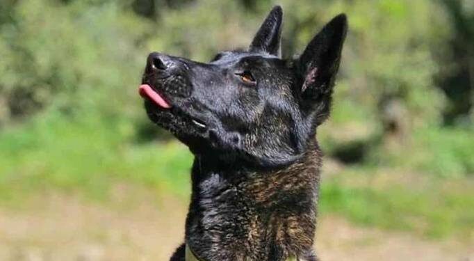 Affaire Smoke : « le malheureux chien sera bel et bien euthanasié », indique le Président de la SPA