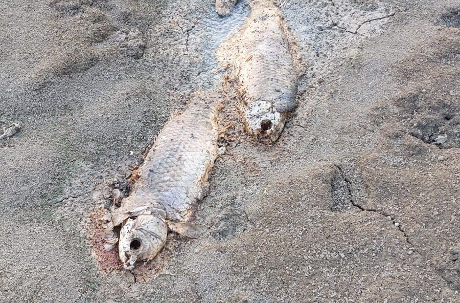 Aude : « des poissons s’asphyxient par manque d’eau » à Coursan, des internautes alertent la mairie