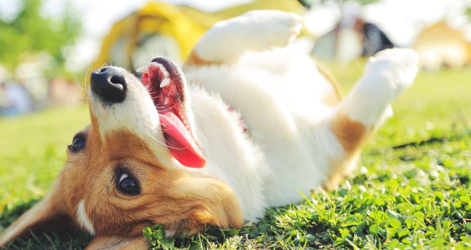Grau-du-Roi : les activités à faire avec votre chien