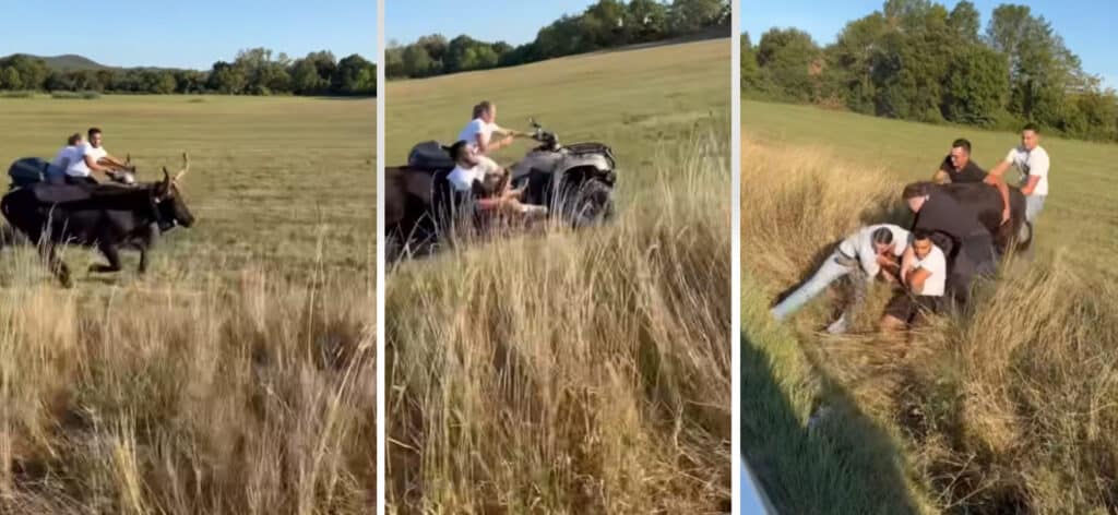 Gard : au volant de son quad, il saute sur un taureau échappé pour l’arrêter